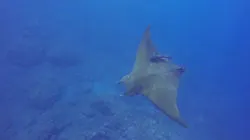 plonger au Cap-vert