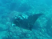 club plongee cap vert santa antao scuba diving
