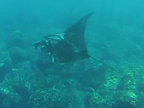 club plongee cap vert santa antao scuba diving